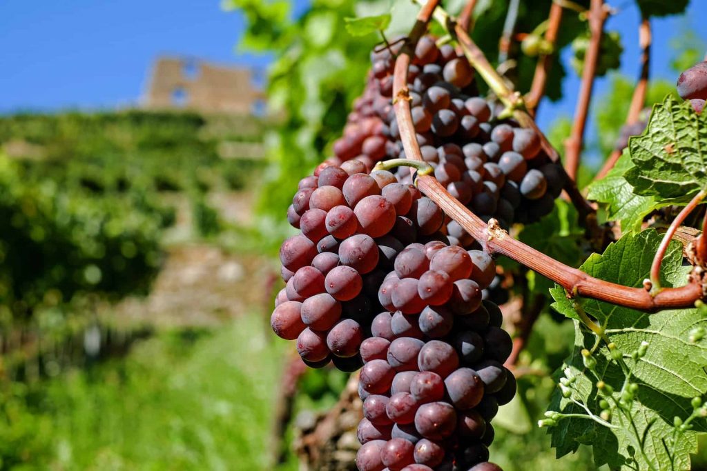 Red grapes on a vine