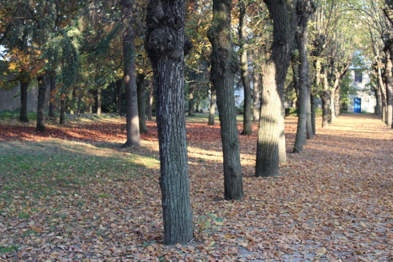 A photo of the park surrounding Picpus Cemetery. A line of trees leads away from the camera.