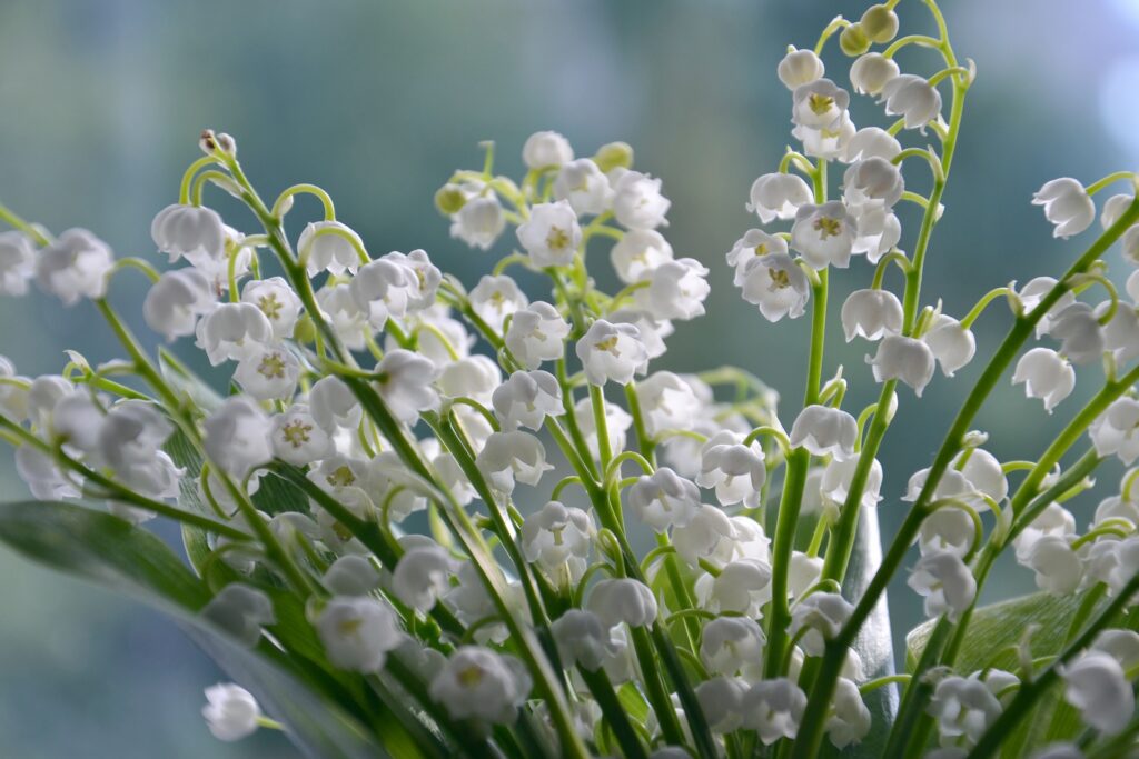 A close up photo of a bunch of Lilies of the Valley flowers.