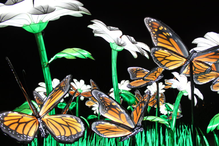 A photo of illuminated flowers and butterflies from the festival of lights at the Jardin des Plantes.