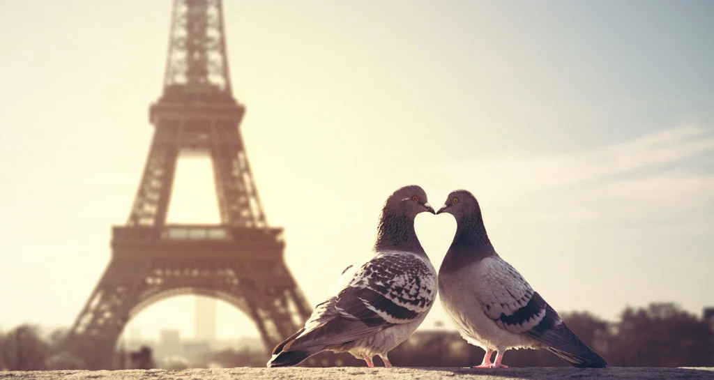A photo to highlight Valentine's Day. It shows two pigeons making a heart with their necks and beaks, with the Eiffel Tower in the background.