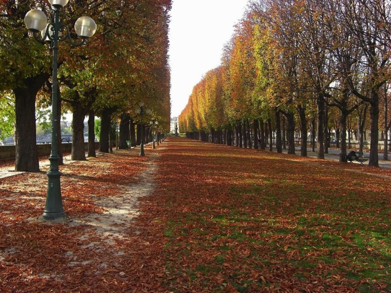 A photo of a Paris park in the fall. The fall leaves litter the ground from the trees above.